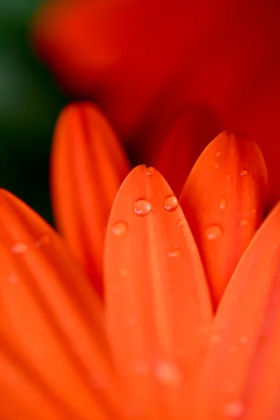 Gerbera petals  with water drops close up