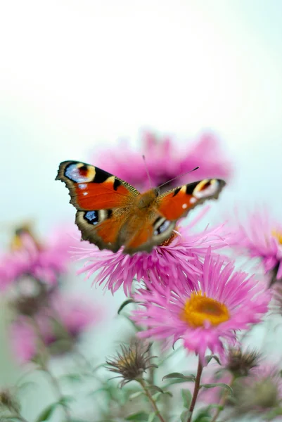 Kelebek pembe bir çiçek yakın — Stok fotoğraf