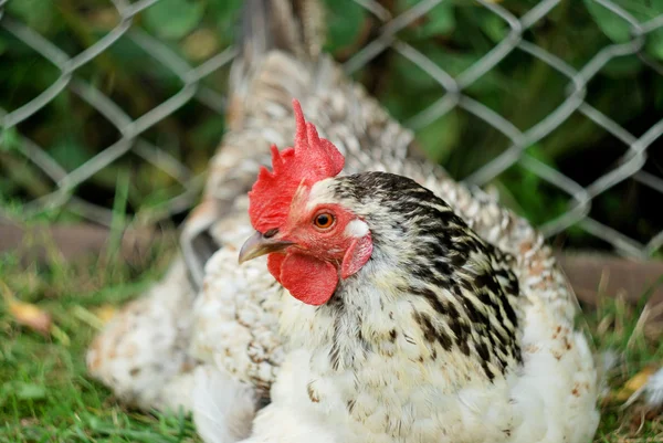 Живая курица в естественной среде — стоковое фото
