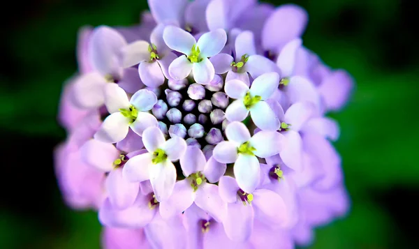 Roxo azul violeta flores macro — Fotografia de Stock