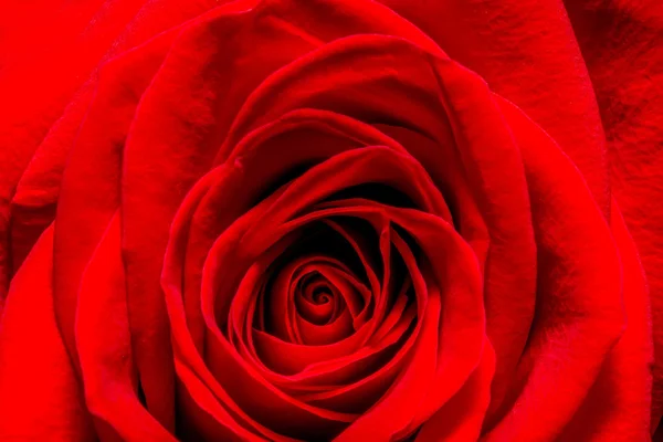 Red rose macro background — Stock Photo, Image