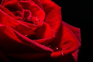 Kırmızı kırmızı gül closeup makro su ile arka plan dokusu bırakır