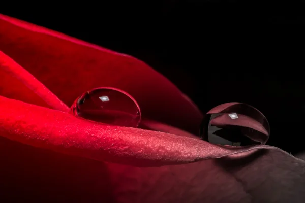 Rojo escarlata rosa primer plano macro con gotas de agua textura de fondo — Foto de Stock