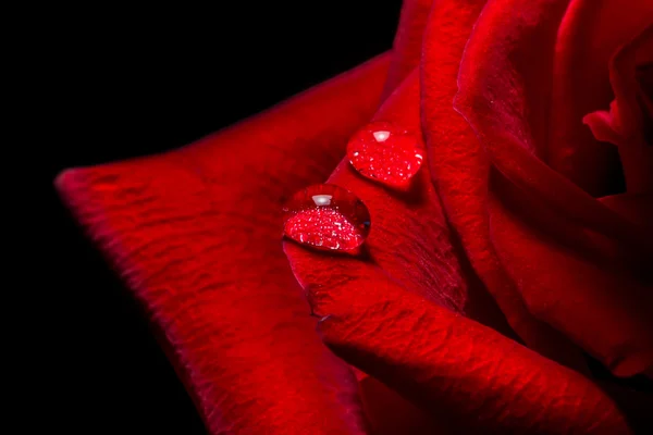 Rojo escarlata rosa primer plano macro con gotas de agua textura de fondo — Foto de Stock