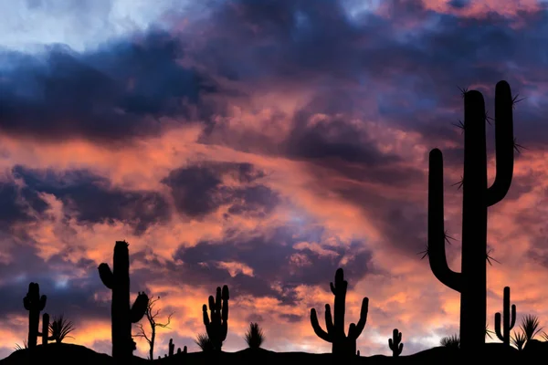 Silhouetten Verschiedener Kakteen Bei Sonnenuntergang Mit Schönen Wolken Der Wüste — Stockfoto