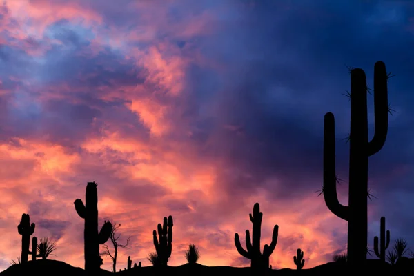 Silhouetten Verschiedener Kakteen Bei Sonnenuntergang Mit Schönen Wolken Der Wüste — Stockfoto