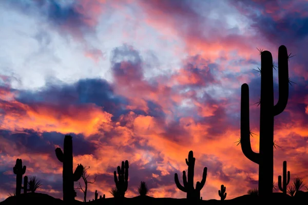 Silhouettes of different cacti at sunset with beautiful clouds in the desert. Desert sunset.