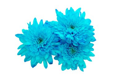 yakın kadar izole bir beyaz zemin üzerine mavi krizantem