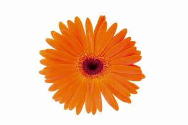 Beyaz bir arka plan üzerinde güzel gerbera çiçek