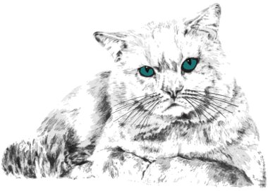 Cat with turquoise eyes clipart