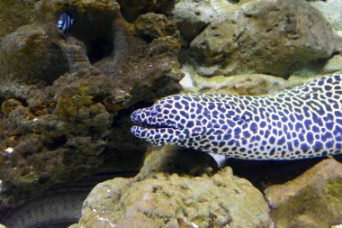 Balıklı büyük bir akvaryum. Oceanarium. Ekaterinburg. 