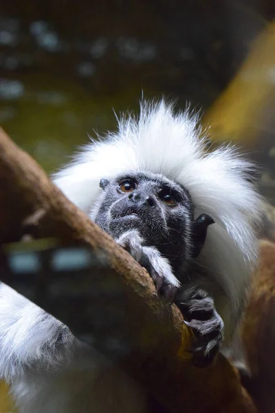 Opičí Školka Zblízka Exotické Opice Zoo — Stock fotografie