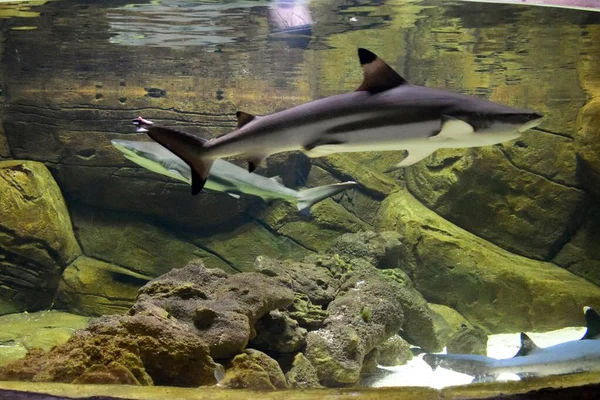 Balıklı Büyük Bir Akvaryum Oceanarium Ekaterinburg Akvaryumdaki Köpekbalıkları — Stok fotoğraf