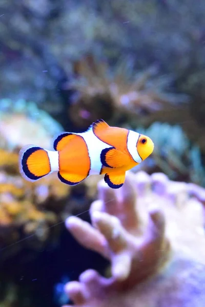 Large Aquarium Fish Oceanarium Ekaterinburg Blue Background Clown Fish — Stock Photo, Image