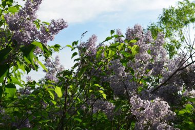 Yeşil arka plan. Bahçe bahar çiçekleri