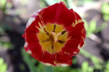 Yeşil arka plan. Bahçe bahar çiçekleri