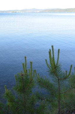 Ormanda yaz. Forest Gölü. Chelyabinsk bölgesi. Turgoyak Gölü