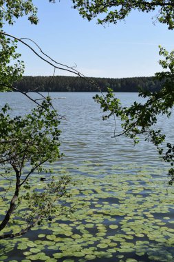 Yeşil arka plan. Ormanda yaz. Forest Gölü. Chelyabinsk bölgesi