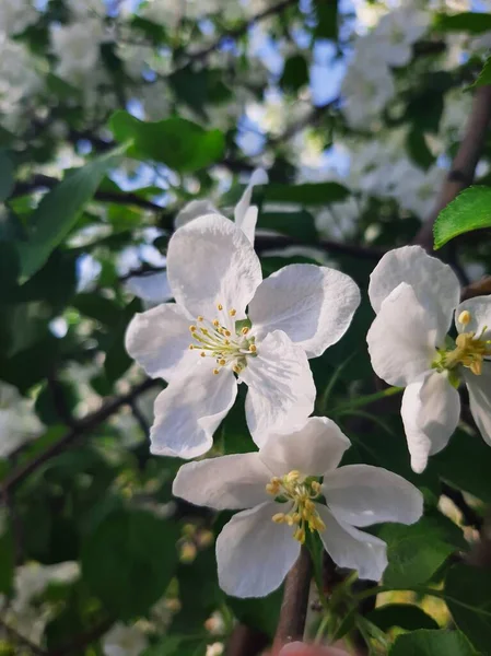 Stock image Green and white background. Garden spring flowers