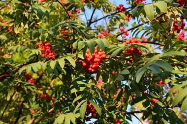 Sonbahar parlak arka plan. Bir dalda sonbahar yaprakları ve böğürtlen. Peyzaj