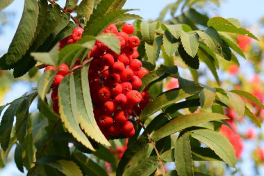 Sonbahar parlak arka plan. Bir dalda sonbahar yaprakları ve böğürtlen. Peyzaj