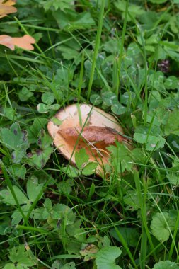 Parkta yeşil çimlerde sarı mantar