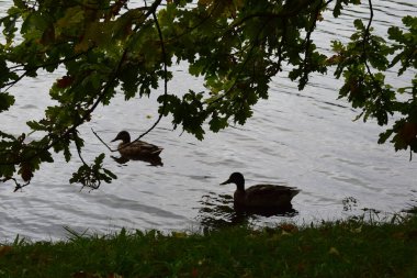 Parktaki ördekler. Sonbahar sezonu. Şehrin cazibesi St. Petersburg 'da.