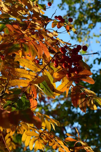 Otoño Brillante Fondo Hojas Otoño Bayas Serbal Una Rama Paisaje — Foto de Stock