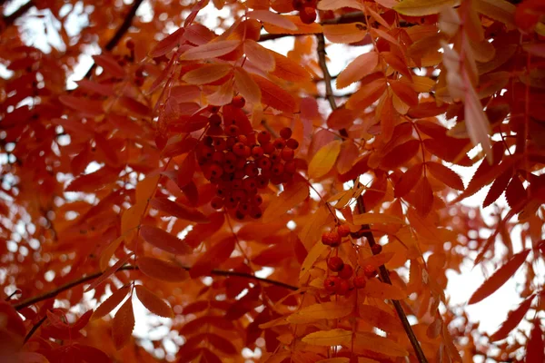 Otoño Brillante Fondo Hojas Otoño Bayas Serbal Una Rama Paisaje — Foto de Stock