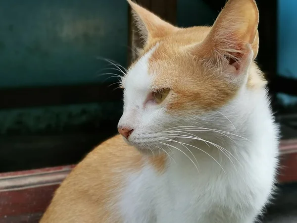 Vermelho Amarelo Branco Jovem Gato Virou Para Olhar Redor Rua — Fotografia de Stock