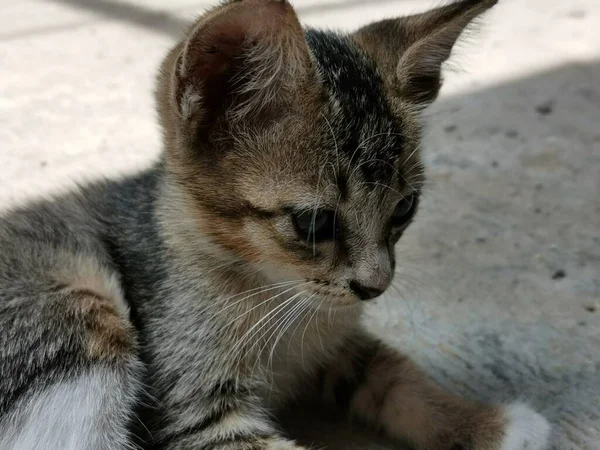 Picture Small Black Brown Cute Stray Kitten Baby Cat Sitting — Stock Photo, Image