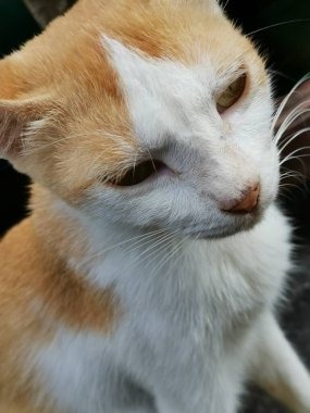 Sarı gözlü, pembe burunlu, kırmızı, sarı-beyaz sokak kedisine yaklaş.