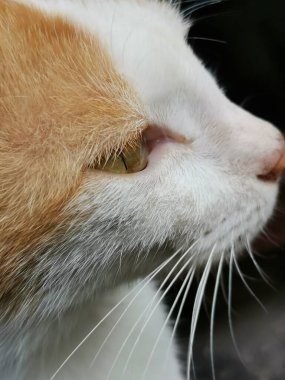 Sarı gözlü, pembe burunlu, kırmızı, sarı-beyaz sokak kedisine yaklaş.