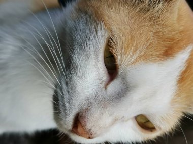 Beyaz yanakları ve beyaz boynu olan kırmızı kahverengi sokak kedisi.