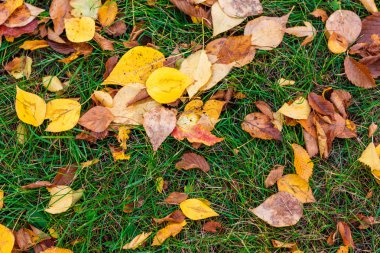 yeşil çim dokusu üzerinde sonbahar yaprakları