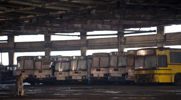 Flotta di autobus abbandonata — Foto Stock