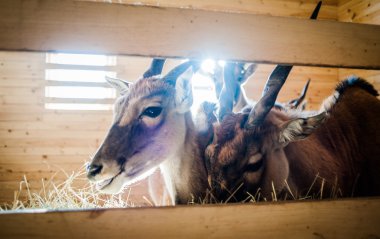 Mezhyhirya mini Hayvanat Bahçesi
