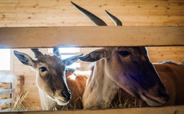 Mezhyhirya mini Hayvanat Bahçesi