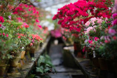 Çiçek açan Azalea Çiçek Fabrikaları Kapanış Fotoğrafı. Çiçek açan kırmızı tomurcuklar, çiçekler ve yeşil yapraklar. Mevsimlik Süslü Çiçek Aromatik Çiçek Rododendron Yatay Fotoğraf