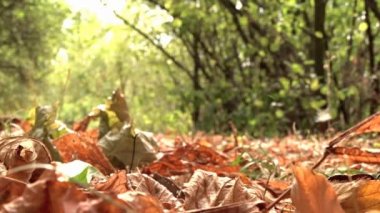 Yaprak sonbaharda sonbahar Şehir Parkı.