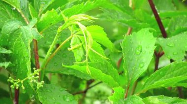 Bir yağmur altında yeşil sarmaşık