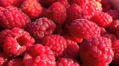 Ahududu portre desen işe alır.