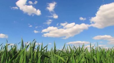 gökyüzü mavi ve yeşil alan