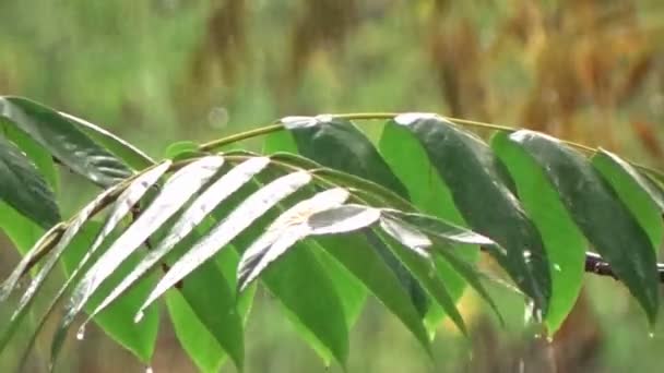 Tropischer Starkregen im asiatischen Regenwald. — Stockvideo