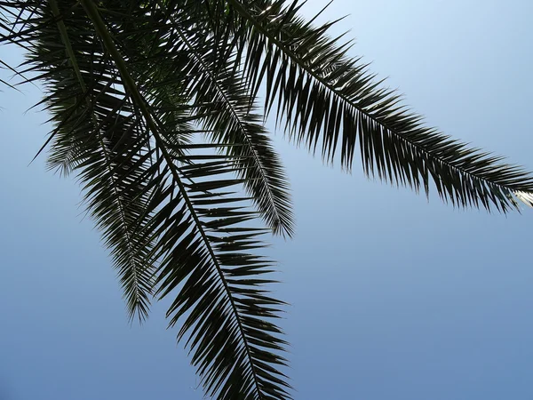 palm frond against blue sky