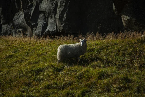 Bir koyun şafak vakti tarlada otlar.