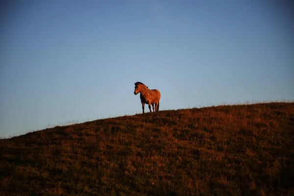 At gün batımında tarlada ot yiyor.