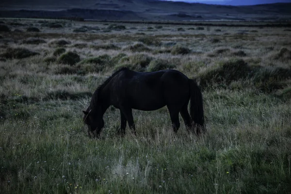 Horse Sunset Field Eating Grass — Stock Photo, Image