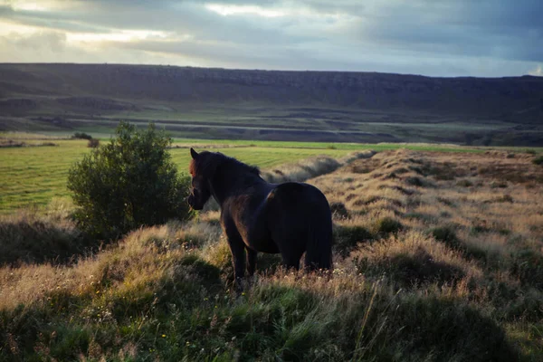 At gün batımında tarlada ot yiyor.