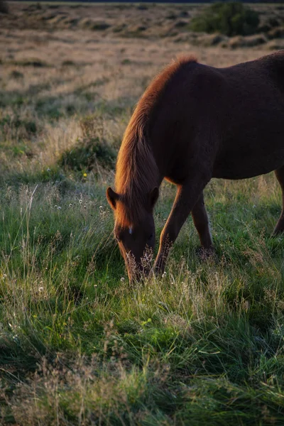 Cavallo Tramonto Nel Campo Mangiare Erba — Foto Stock